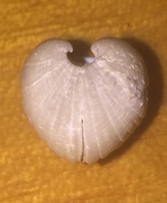 Piccolo bivalve